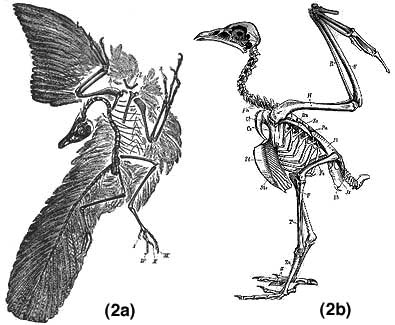 An Archaeopteryx fossil and a skeleton of a modern bird
