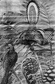 1926 illustration of Archaeopteryx