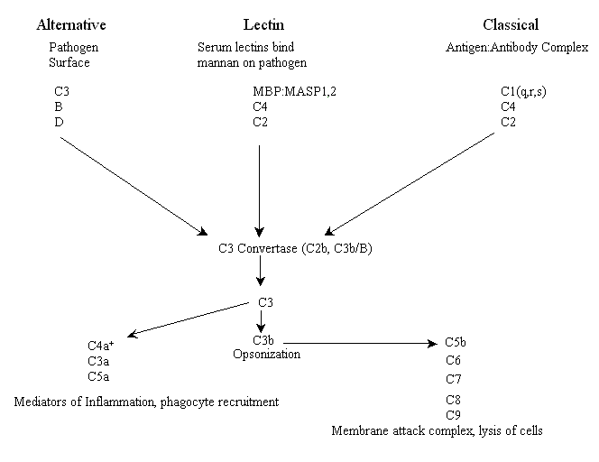 3 Complement Activation Pathways