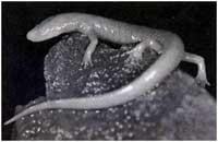 [Figure2.1.1 (blind cave salamander)]