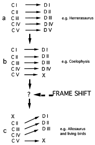 frameshift in digit specification