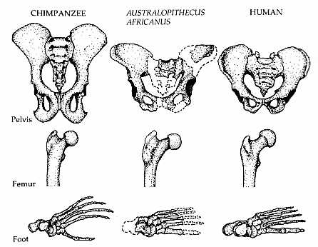 pelvis.jpg