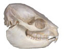 Rock Hyrax (Procavia capensis)