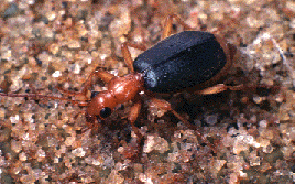 Brachinus sp. (Bombardier Beetle)
