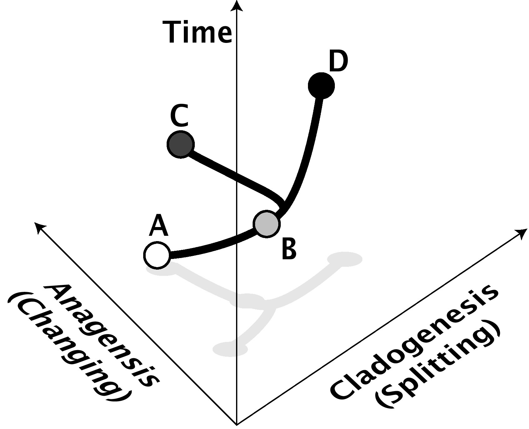 time versus anagenesis and cladogenesis graph