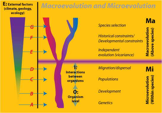Macroevolution and Microevolution graphic