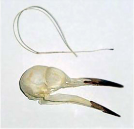 [Figure 2 (hyoid apparatus and skull of a flicker)]