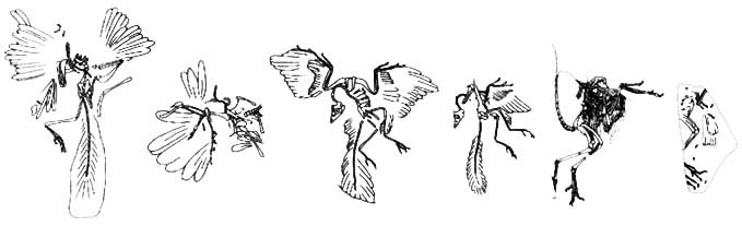 The Archaeopteryx fossils