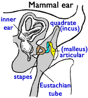 [Figure1.4.2b (cartoon of vertebrate ears)]