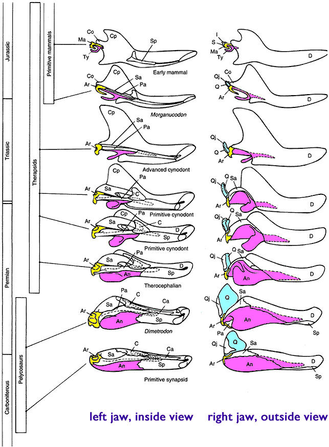 [Figure1.4.3 (cartoon of vertebrate jaws)]