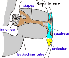 [Figure1.4.2a (cartoon of vertebrate ears)]