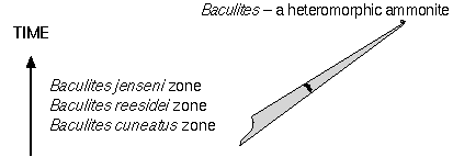Three baculite zones