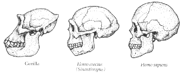 Comparison of gorilla, Peking Man, and modern human