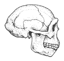 Peking Man and Homo erectus human brow diagram 