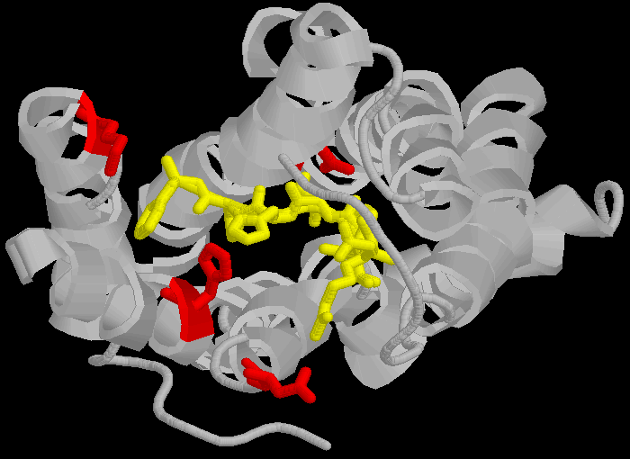 angiotensin receptor
