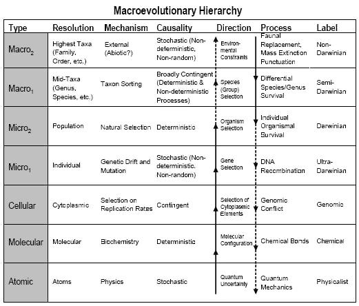 Macroevolutionary hierarchy chart