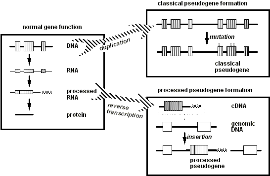 Normal gene function and pseudogene formation