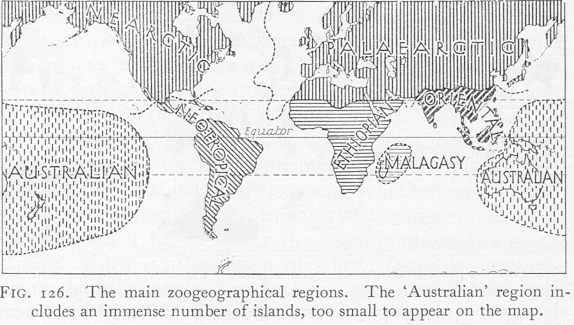Wallace map of the world labeled 'The main zoological regions. The Australian region includes an immense number of islands, too small to appear on the map.'