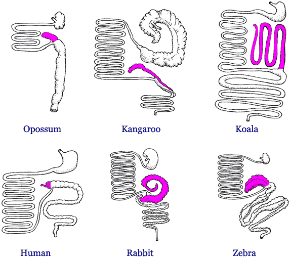 [A comparison of the gastrointestinal tracts of various mammals]