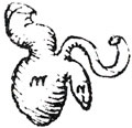 [Image of appendix and caecum drawn by Leonardo da Vinci]