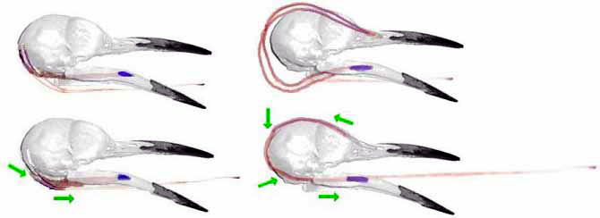 [Figure 4 (Diagram of short- (left) and long-tongued (right) woodpecker
skull and hyoid apparatus.)]